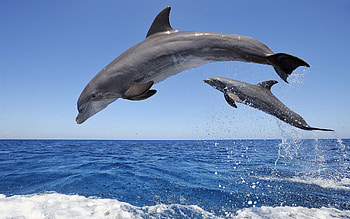 Dolphin , Stunning animal ry, High-quality , Captivating backgrounds HD wallpaper