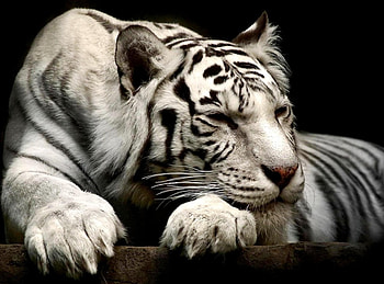 White tiger, tiger, color, expression, , new HD wallpaper