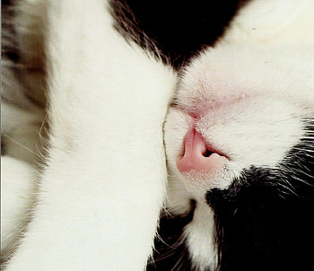 Taking a nap, cat, feline, sleeping, paws HD wallpaper