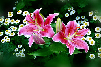 Stargazer Lily, Lilies HD wallpaper