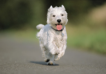 Animals, Road, Dog, Asphalt, Run, Running HD wallpaper