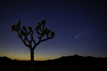 Nature, Night, Desert, Wood, Tree, Starry Sky HD wallpaper
