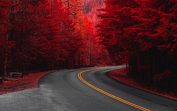 Road through pine trees, red HD wallpaper