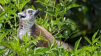 Lemur Animal HD wallpaper