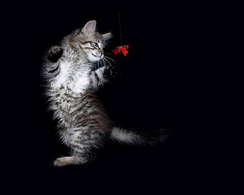 Catching, sweet, playing, cats, game, cat HD wallpaper