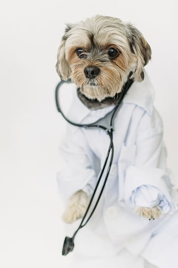Yorkshire Terrier wearing a lab coat and stethoscope, embodying a cute canine doctor theme. HD phone wallpaper
