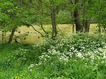GREEN FANTASIA, green, trees, fields, forests, flowers, water, rivers HD wallpaper