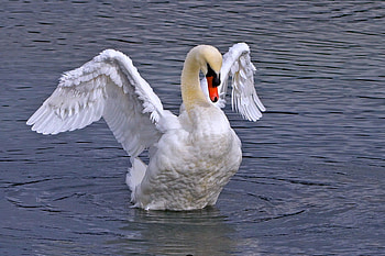 The landing, blue, white, bird, swan, water HD wallpaper