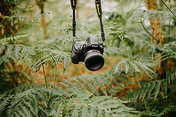 Fern, Technics, Technique, Lens, Technologies, Technology, Camera HD wallpaper