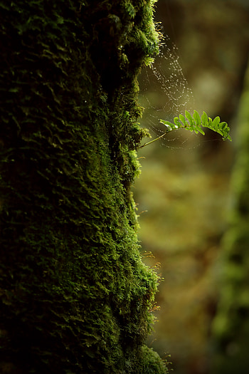 Web, Macro, Branch, Moss HD phone wallpaper