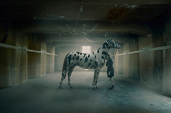 Unexpected Friends, manipulation, graphy HD wallpaper