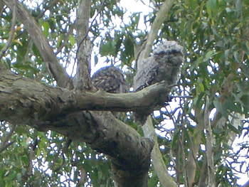 Tawny Frog Mouth Family, frog, tawny, family, mouth HD wallpaper