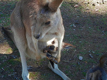 Mum and baby Kangaroo, shellandshilo, joey, Brisbane, graphy, , Australia, soft, furry, Happy Mothers Day, kindness, animals, love, mum, kangaroo, Australia wildlife HD wallpaper