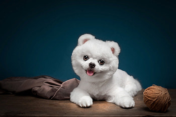 Puppy, dog, cute, white, caine HD wallpaper