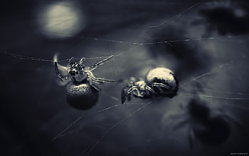 so big, gray, spider, scary, dark HD wallpaper