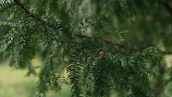 Unsere Bume, Eibe, Taxus baccata, Forst erklrt HD wallpaper