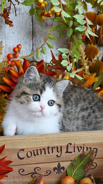 kitten, Animal, cat HD phone wallpaper