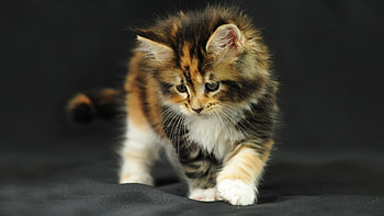 Animals, Cats HD wallpaper