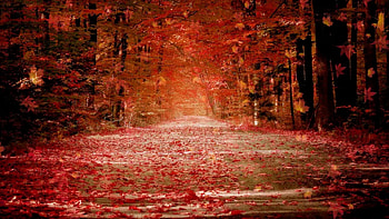 Autumn Trees, trees, autumn, beautiful HD wallpaper