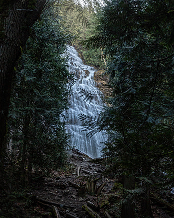 Nature, Trees, Waterfall, Branches HD phone wallpaper