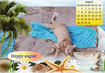 Happy cat, Lovely, Summer, Cats, Cute HD wallpaper