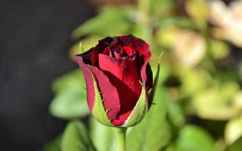Plants, Flowers, Roses HD wallpaper