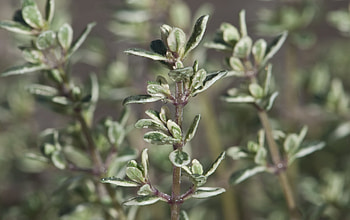 Citrus-thyme fusion, Fragrant lemon thyme, Flowering plant, Stock HD wallpaper
