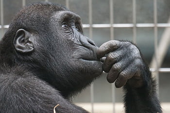 Close-up of a gorilla deep in thought inside a zoo enclosure. HD wallpaper