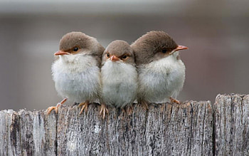 Sweet birds, animal, cute, bird, fence HD wallpaper