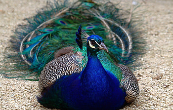 Peacock, nature, paun, blue, bird, pasari HD wallpaper
