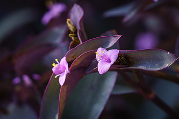 Flowers, Violet, Flower, Plant, Macro, Close-Up, Purple HD wallpaper