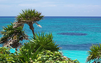 Landscape, Trees, Sea, Palms HD wallpaper