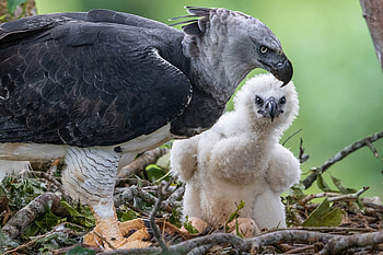 Mother and baby, Harpy Eagle HD wallpaper