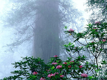 Long and Short, mist, pink, rhodedendron, flowers, tree HD wallpaper
