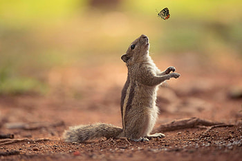 Chipmunk, Animals HD wallpaper