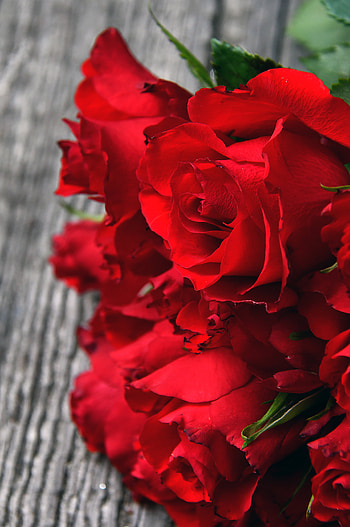 Flowers, Roses, Petals, Close-Up, Bouquet, Buds HD phone wallpaper