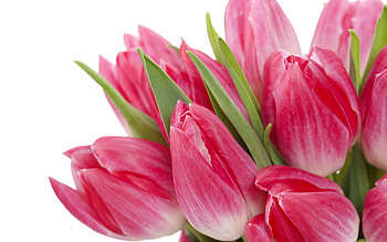 Tulips, Flower Bouquet HD wallpaper