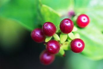 Food, Berries, Macro, Branch HD wallpaper