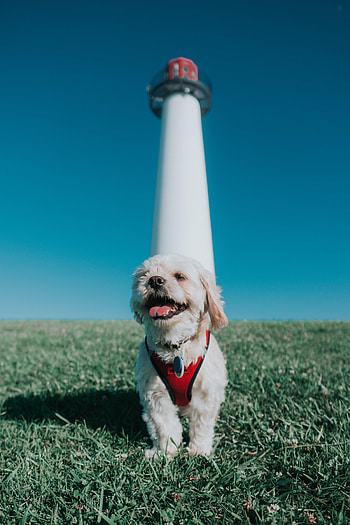 Animals, Grass, Dog, Protruding Tongue, Tongue Stuck Out, Puppy, Lighthouse, Kawachon Kawapu, Kawashon Kawapu HD phone wallpaper