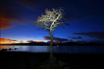 Lake Tree, blue, , beautiful, lake, tree HD wallpaper