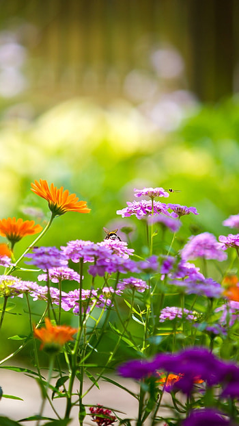 Flowers , Floral Background HD phone wallpaper