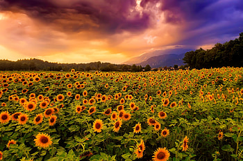 Sunflowers field at sunset, beautiful, summer, sunflowers, pretty, field, flowers, sky, lovely, sunset HD wallpaper
