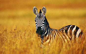 170 zebra , Unique markings, African grasslands, Nature's wonder HD wallpaper