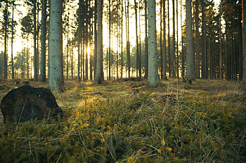 Forest, trees, willd, nature HD wallpaper