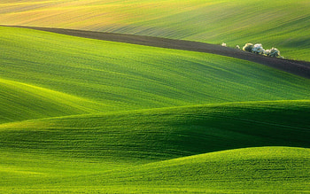 Emerald hillscapes, Natural allure, Peaceful surroundings, Captivating vistas HD wallpaper