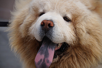 Animals, Fluffy, Dog, Muzzle, Chow Chow HD wallpaper