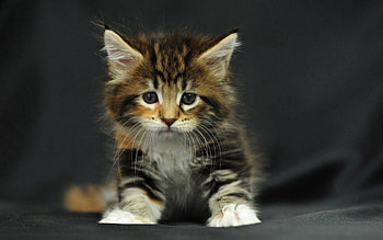 Animals, Fluffy, Kitty, Kitten, Spotted, Spotty, Kid, Tot HD wallpaper