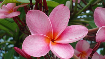 Pink plumeria, plumeria, pink, nature, flowers HD wallpaper