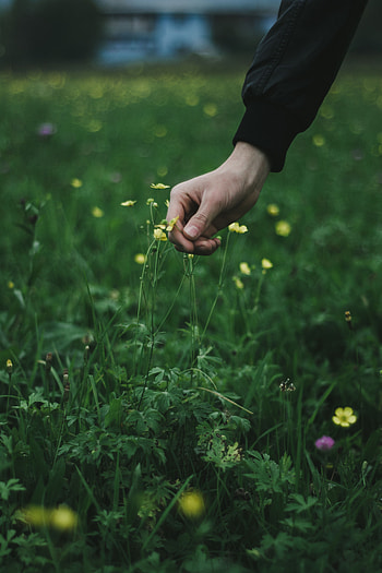 Flowers, Grass, Hand, Touching, Touch HD phone wallpaper