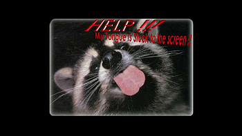 !!HELP!!, animal, cute, raccoon, funny HD wallpaper